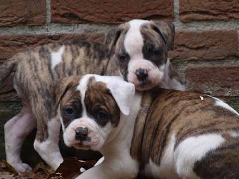 Darkenwald american bulldog